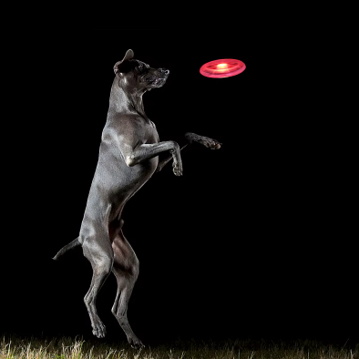 Frisbee LED rechargeable pour chien visible la nuit
