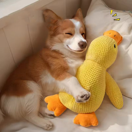 Peluche canard couineuse pour chien chiot