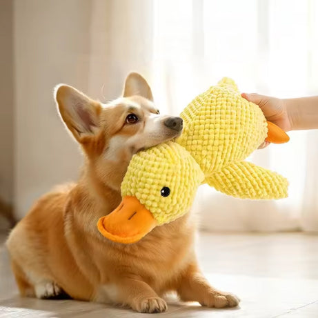 Peluche canard couineuse pour chien jouet détente